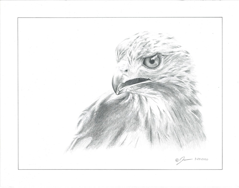 Pencil drawing titled: Hawk Eye