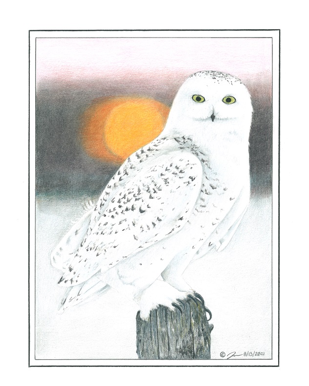 Pencil drawing titled: Gazing Snowy Owl